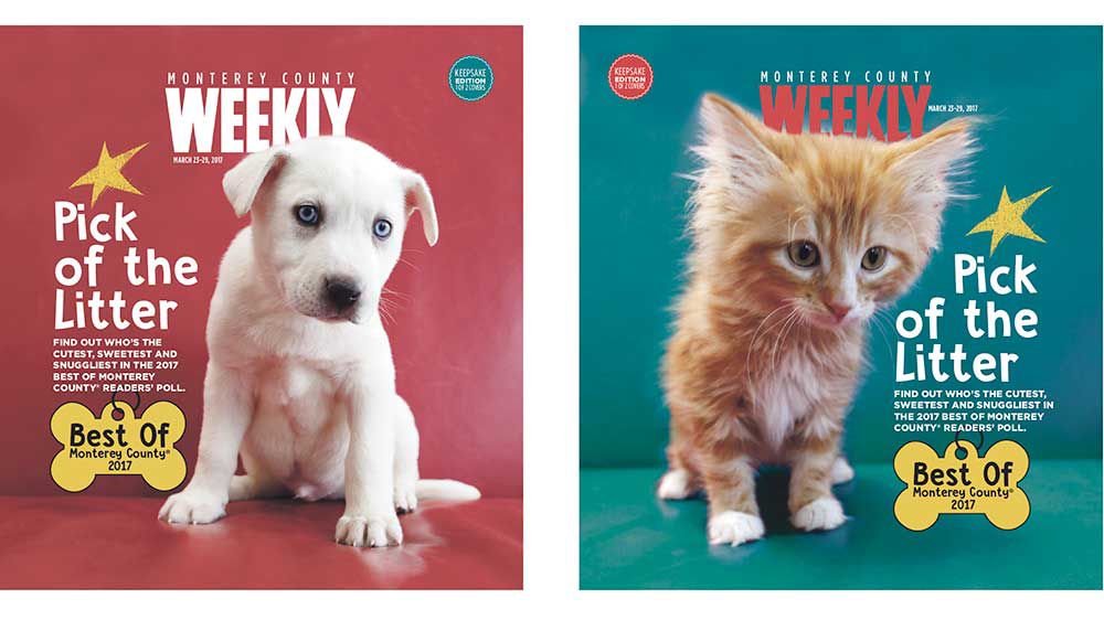 Puppy-Cat Love